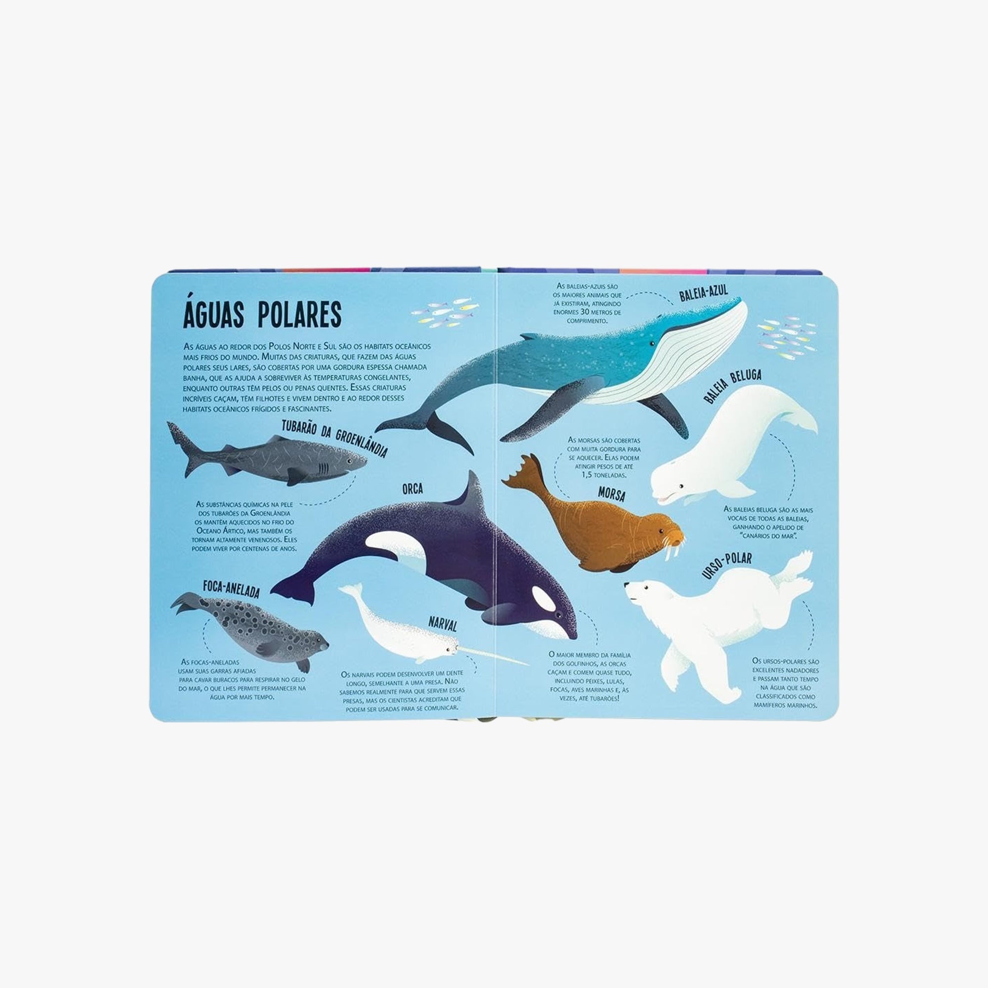 Livro com Lanterna Procure e Encontre Animais do Oceano